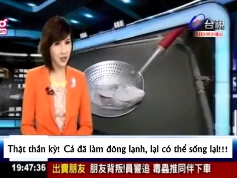 Cá đông cứng 2 năm vẫn bơi lội tung tăng