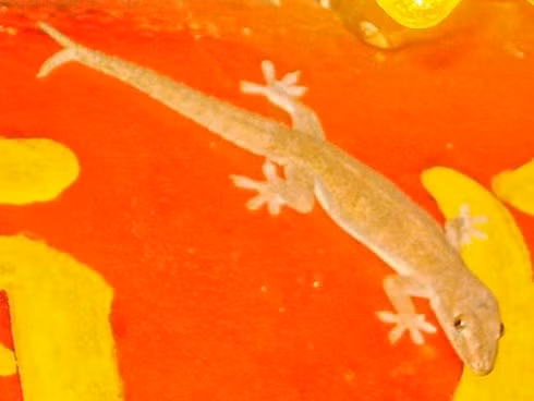 thằn lằn 2 đuôi bò vào nhà dân ở sóc trăng hình 0 than lan 2 duoi bo vao nha dan o soc trang hinh 0