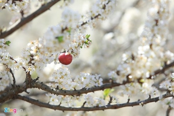 Mộc Châu: Không gian văn hóa Tây Bắc cùng những cung đường uốn lượn, những dải chè bát ngát, đàn bò sữa gặm cỏ... sẽ giúp bạn hòa mình vào thiên nhiên, thư giãn. Ảnh: Lê Hiếu. Điểm đến lý tưởng cho chuyến nghỉ dài ngày dịp lễ 2/9