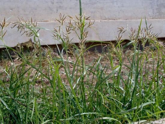 Đông dược trị chứng “đèn đỏ phập phù” ảnh 1 Hương phụ.