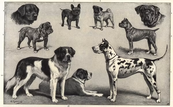 Chó là loài kỳ cục nhất và đây là lý do - Ảnh 2.