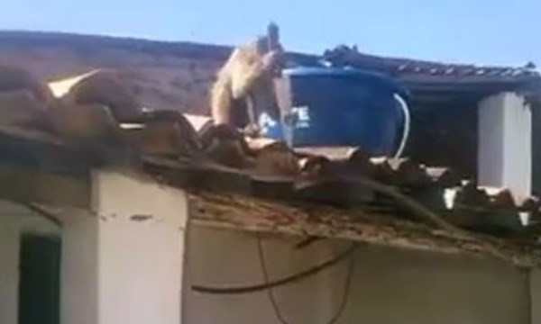 Khỉ uống rượu say dùng dao dọa đâm người