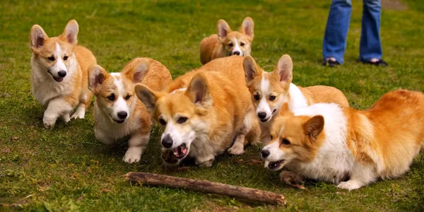 Chó là loài kỳ cục nhất và đây là lý do - Ảnh 3.