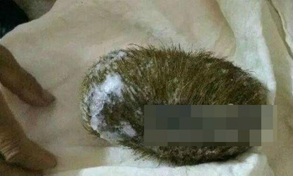 Bỏ hơn 1 tỉ đồng mua... mớ lông lợn hình ảnh 1 bo hon 1 ti dong mua... mo long lon hinh anh 1
