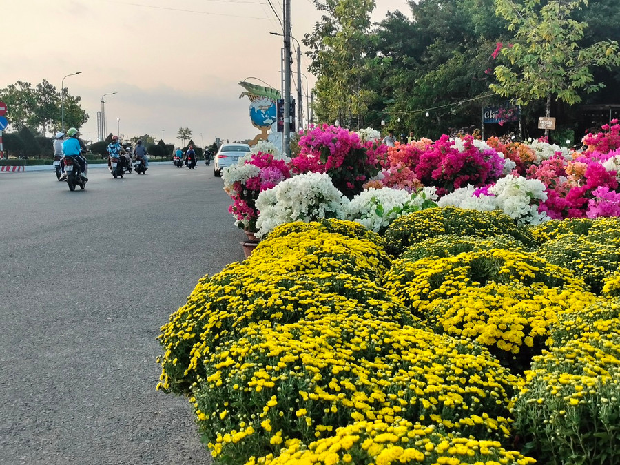 Cúc mâm xôi, hoa giấy rực rỡ góc phố. Cúc mâm xôi, hoa giấy rực rỡ góc phố.