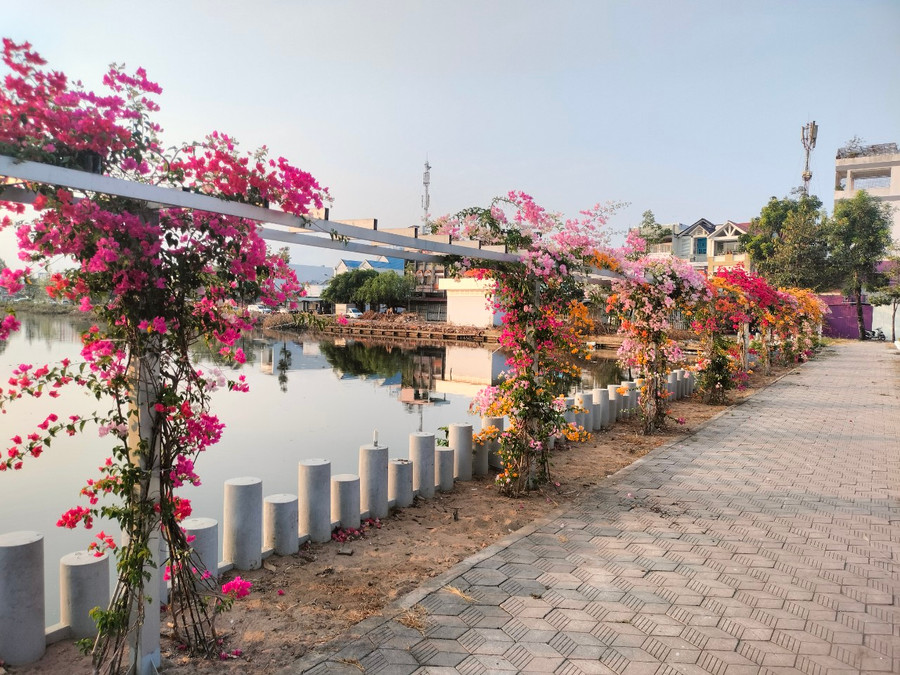 Công trình hoa giấy bờ hồ Phường 5, TP Cà Mau. Công trình hoa giấy bờ hồ Phường 5, TP Cà Mau.