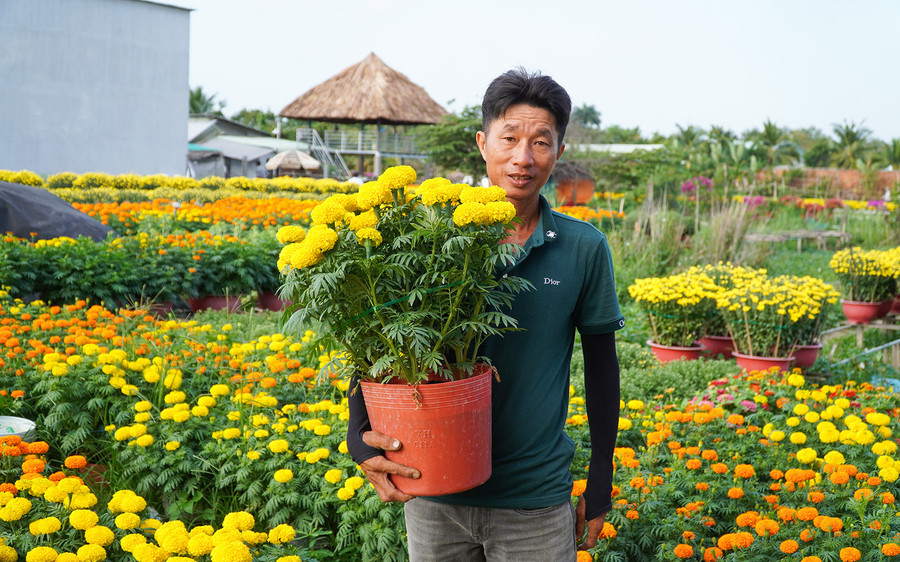 Thời tiết thuận lợi, thị trường hoa kiểng sôi động cuối năm dự báo các nhà vườn trồng hoa ở TP Cần Thơ sẽ trúng mùa, trúng giá. Thời tiết thuận lợi, thị trường hoa kiểng sôi động cuối năm dự báo các nhà vườn trồng hoa ở TP Cần Thơ sẽ trúng mùa, trúng giá.