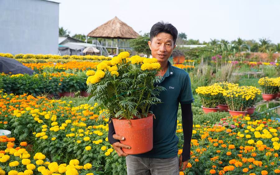 Thời tiết thuận lợi, thị trường hoa kiểng sôi động cuối năm dự báo các nhà vườn trồng hoa ở TP Cần Thơ sẽ trúng mùa, trúng giá.
