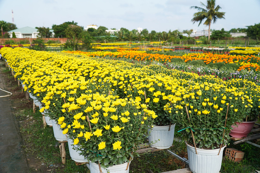 Ngày nay do ảnh hưởng từ đô thị hóa nên diện tích làng hoa đã bị thu hẹp khá nhiều. Ngày nay do ảnh hưởng từ đô thị hóa nên diện tích làng hoa đã bị thu hẹp khá nhiều.