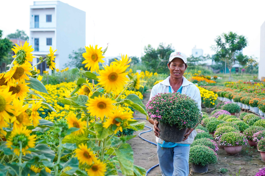 Ngày nay do ảnh hưởng từ đô thị hóa nên diện tích làng hoa đã bị thu hẹp khá nhiều. Ngày nay do ảnh hưởng từ đô thị hóa nên diện tích làng hoa đã bị thu hẹp khá nhiều.