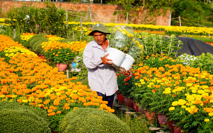 Một thời nổi tiếng khu vực miền Tây, có những lúc làng hoa Bà Bộ diện tích lên tới 20ha. Một thời nổi tiếng khu vực miền Tây, có những lúc làng hoa Bà Bộ diện tích lên tới 20ha.