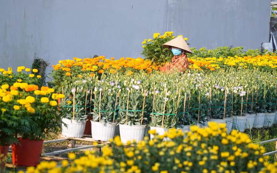 Nhà vườn ở làng hoa Bà Bộ đã mạnh dạn trồng những giống hoa mới phục vụ nhu cầu của người tiêu dùng trong dịp Tết.