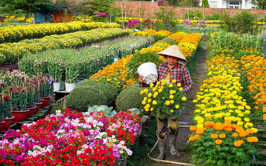 Những ngày cuối năm, người dân làng hoa Bà Bộ tất bật bên vườn hoa để phục vụ kịp thời cho du khách. Những ngày cuối năm, người dân làng hoa Bà Bộ tất bật bên vườn hoa để phục vụ kịp thời cho du khách.