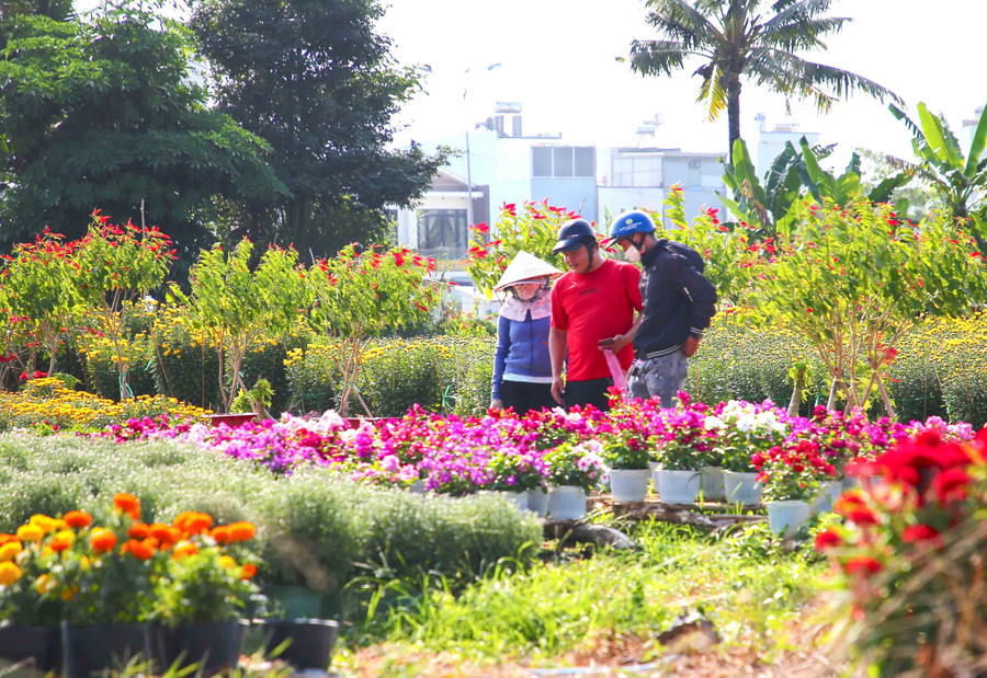 Do diện tích làng hoa Bà Bộ giảm mạnh, nên nhiều người trồng hoa quy mô nhỏ trên khoảng trống của vườn nhà. Do diện tích làng hoa Bà Bộ giảm mạnh, nên nhiều người trồng hoa quy mô nhỏ trên khoảng trống của vườn nhà.