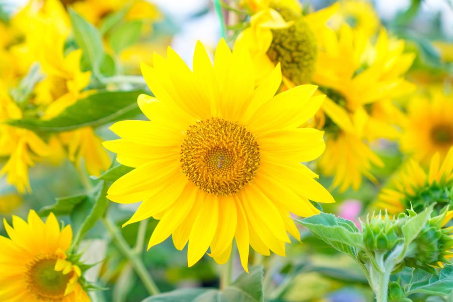 Để thích ứng với nhu cầu thị trường, làng hoa Bà Bộ đã có thêm nhiều giống hoa mới… Để thích ứng với nhu cầu thị trường, làng hoa Bà Bộ đã có thêm nhiều giống hoa mới…