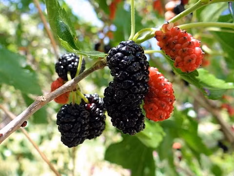 Hoa quả mới phun thuốc trừ sâu có thể gây ngộ độc cho người sử dụng. Ảnh có tính chất minh họa