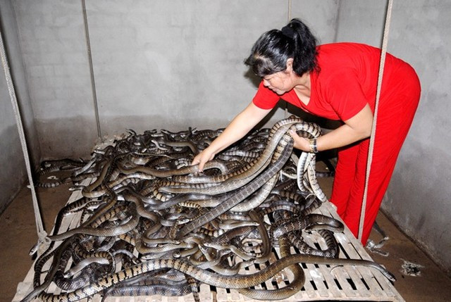 Rắn hổ hèo cuộn hàng búi trong trang trại "4 trong 1" ảnh 5 Rắn hổ hèo cuộn hàng búi trong trang trại "4 trong 1" ảnh 5
