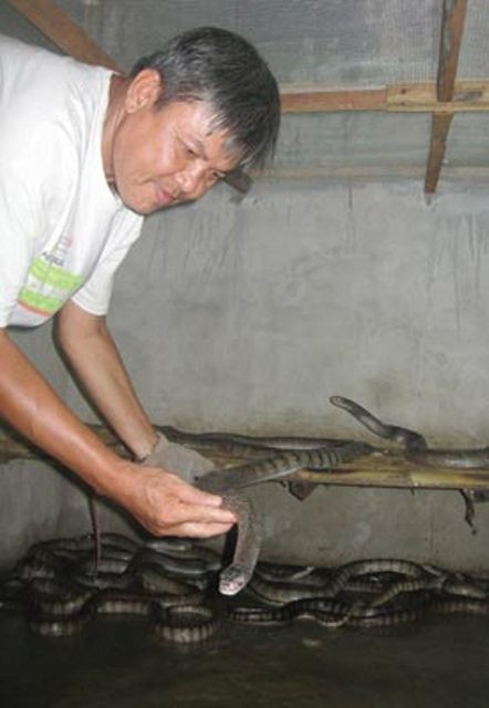 Rắn hổ hèo cuộn hàng búi trong trang trại "4 trong 1" ảnh 8 Rắn hổ hèo cuộn hàng búi trong trang trại "4 trong 1" ảnh 8
