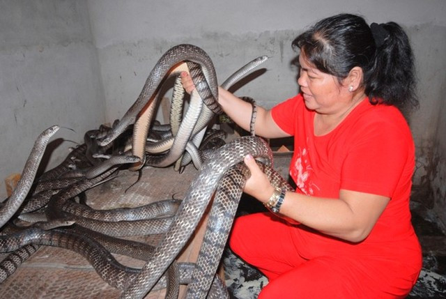 Rắn hổ hèo cuộn hàng búi trong trang trại "4 trong 1" ảnh 2 Rắn hổ hèo cuộn hàng búi trong trang trại "4 trong 1" ảnh 2