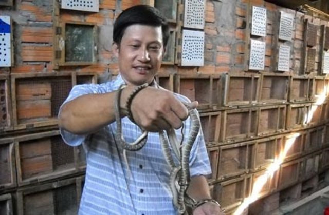 Rắn hổ hèo cuộn hàng búi trong trang trại "4 trong 1" ảnh 7 Rắn hổ hèo cuộn hàng búi trong trang trại "4 trong 1" ảnh 7