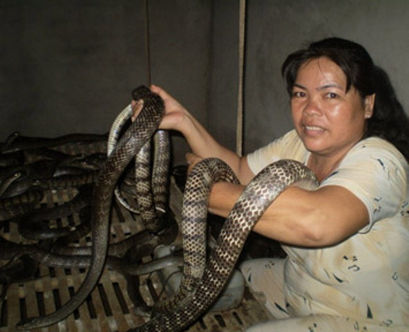 Rắn hổ hèo cuộn hàng búi trong trang trại "4 trong 1" ảnh 3 Rắn hổ hèo cuộn hàng búi trong trang trại "4 trong 1" ảnh 3