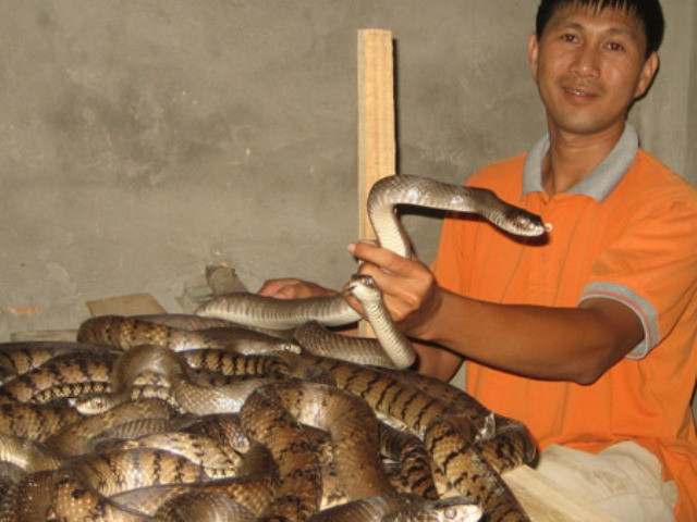 Rắn hổ hèo cuộn hàng búi trong trang trại "4 trong 1" ảnh 6 Rắn hổ hèo cuộn hàng búi trong trang trại "4 trong 1" ảnh 6