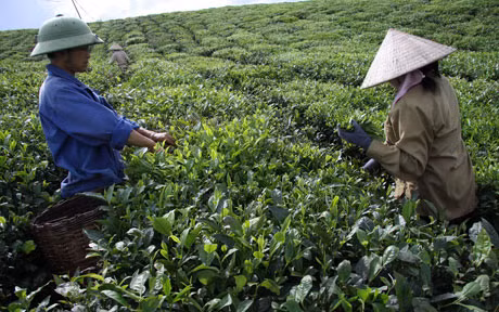 Cần bố trí đất đai, ổn định đời sống, sản xuất của người dân để giảm thiểu tình trạng dân di cư. Ảnh: Hanoimoi