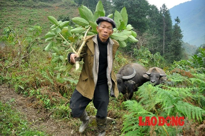 Sa Pa: Nguyên chủ tịch xã di chuyển trâu tránh rét. 