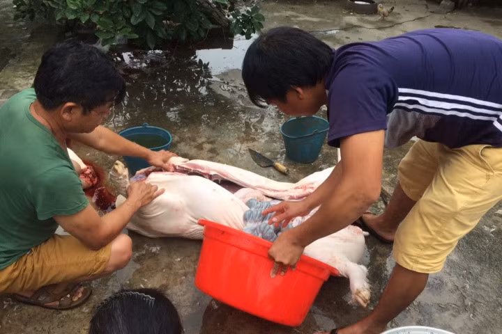 Gia đình ông Khải cùng 3 hộ khác rủ nhau đụng lợn vì rẻ như rau.