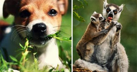 động vật, con người, tự chữa bệnh động vật, con người, tự chữa bệnh