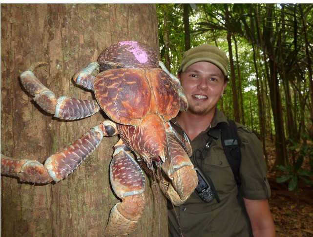 Trên quần đảo Chagos, lũ cua dừa sẽ an toàn. "Quần đảo này là một khu bảo tồn hải dương nghiêm ngặt vì vậy cua dừa sẽ an toàn khi ở đây", Heather nói. Ảnh: blogspot Chiêm ngưỡng