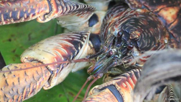 Cua dừa sống trên các hòn đảo nhỏ ở Ấn Độ Dương và Thái Bình Dương. Tên của chúng là cua dừa, song thức ăn của loài chân đốt này khá đa dạng, gồm nhiều loại hoa quả và những loài cua nhỏ hơn. Ảnh: jon slayer Chiêm ngưỡng