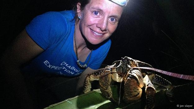 "Từ xa xưa, con người đã săn bắt cua dừa", Heather Koldewey, làm việc tại hội Động vật học London, Anh, cho biết. Giờ đây, chúng lại trở thành mồi ngon cho lũ chuột. Heather cùng các đồng nghiệp đã bắt đầu đợt khảo sát đầu tiên về số lượng loài cua dừa. Họ tìm kiếm chúng trên 3 hòn đảo thuộc quần đảo Chagos, Ấn Độ Dương. Ảnh: jon slayer Chiêm ngưỡng