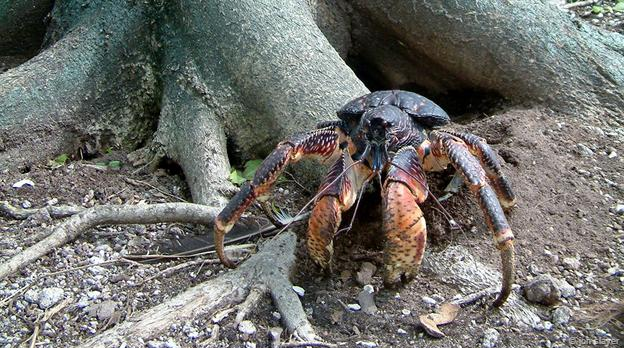 Các nhà nghiên cứu chưa xác định chính xác số lượng loài cua dừa trên thế giới. Những số liệu thống kê không đầy đủ của tổ chức Liên minh Bảo tồn thiên nhiên quốc tế chưa thể giúp họ khẳng định "vua khổng lồ" của loài chân đốt trên cạn đang trên bờ vực tuyệt chủng. Ảnh: jon slayer Chiêm ngưỡng