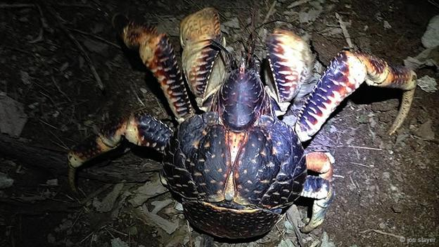 Loài cua khổng lồ này sống trong những hang ngầm lót bằng sợi của vỏ dừa. Khác với mọi loại cua khác, cua dừa sống chủ yếu trên cạn và chỉ trở về biển khi mùa sinh sản tới. Ảnh: jon slayer Chiêm ngưỡng