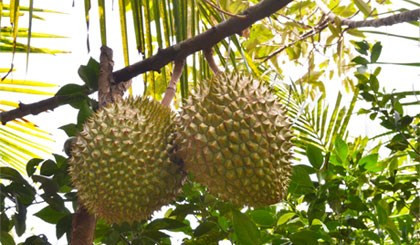 Ảnh minh họa: Vân Anh Ảnh minh họa: Vân Anh