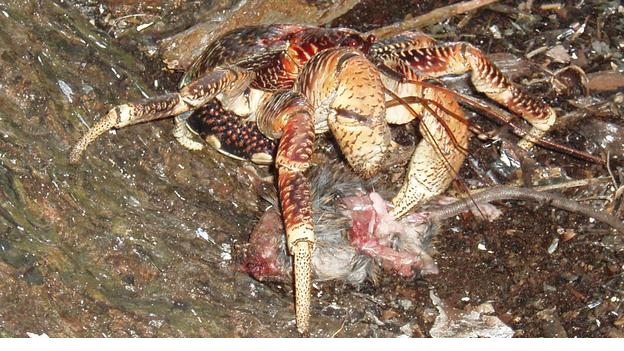 Tại những đảo nhỏ, nơi thực vật khan hiếm, chuột sẽ săn cua dừa nhiều hơn. Tuy nhiên, nhiều người đã chứng kiến cảnh tượng ngược lại khi cua dừa "chén" kẻ đi săn. Ảnh: charles sheppard Chiêm ngưỡng