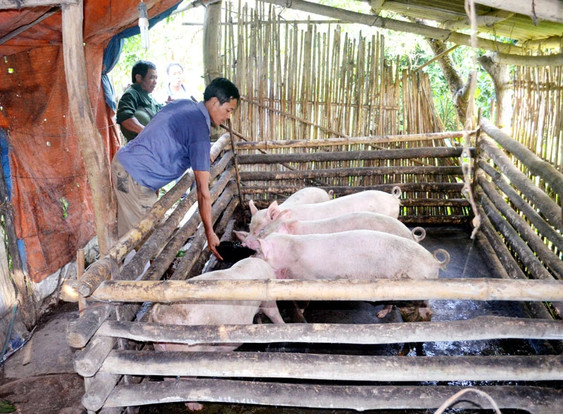 Hỗ trợ hộ mới thoát nghèo vay vốn phát triển sản xuất