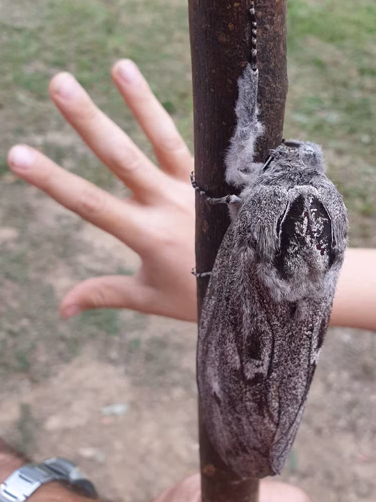 Bướm đêm khổng lồ xôn xao mạng xã hội ảnh 2