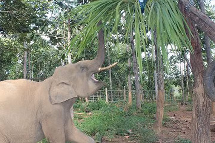 Cuộc sống ít biết của hai chàng "bảo mẫu" chăm sóc voi ở Đắk Lắk