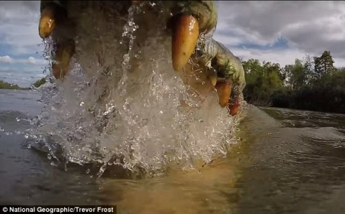 Tận thấy cú đớp cực mạnh của cá sấu từ góc quay của...con mồi - Ảnh 1 Tận thấy cú đớp cực mạnh của cá sấu từ góc quay của...con mồi - Ảnh 1