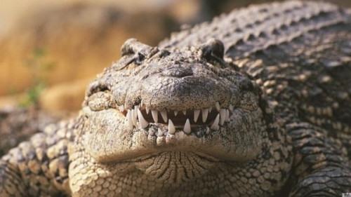 Tận thấy cú đớp cực mạnh của cá sấu từ góc quay của...con mồi - Ảnh 2 Tận thấy cú đớp cực mạnh của cá sấu từ góc quay của...con mồi - Ảnh 2