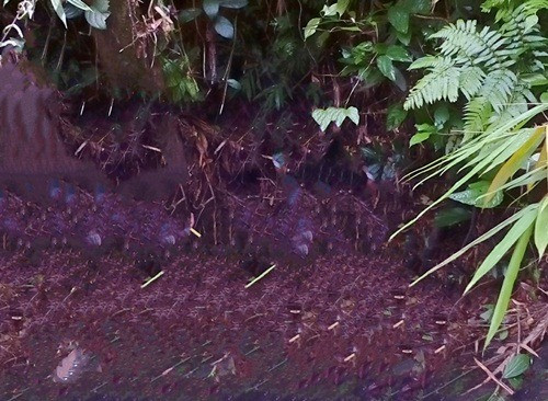 Xót xa: Anh bắn chết em vì nhầm tưởng thú rừng ảnh 1 Mô tả ảnh.