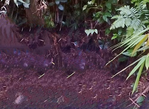 Xót xa: Anh bắn chết em vì nhầm tưởng thú rừng