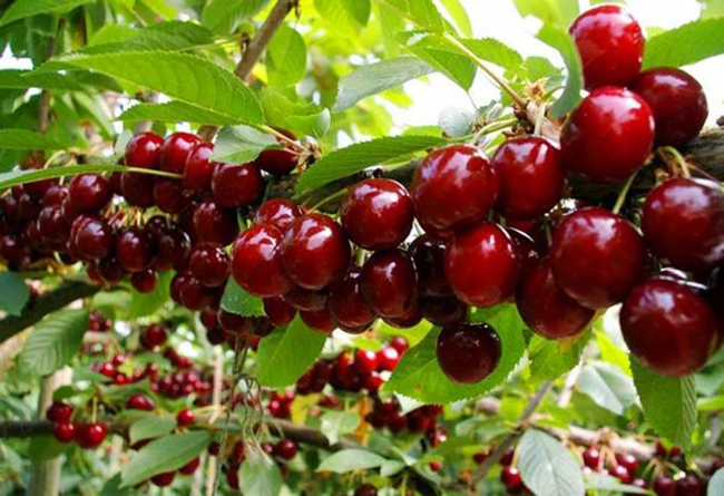 3 bước trồng cây cherry đơn giản không ngờ, thu hoạch vài trăm quả mỗi ngày