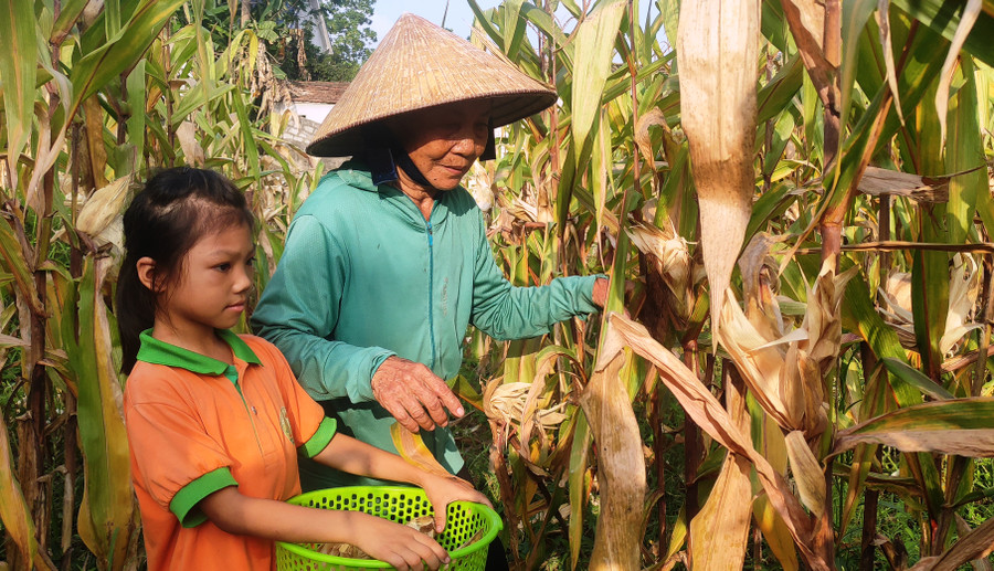 Em Hằng theo bà nội đi bẻ ngô. Em Hằng theo bà nội đi bẻ ngô.