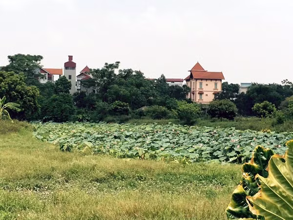 Gần 1.000m2 đất nông nghiệp giao thầu cho Lê Công Lộc đã bị Lộc san lấp và được cán bộ xã, huyện tiếp tay cấp "sổ đỏ" đất ở cùng nhà tạm dựng trên đó. Ảnh: báo Thanh Tra