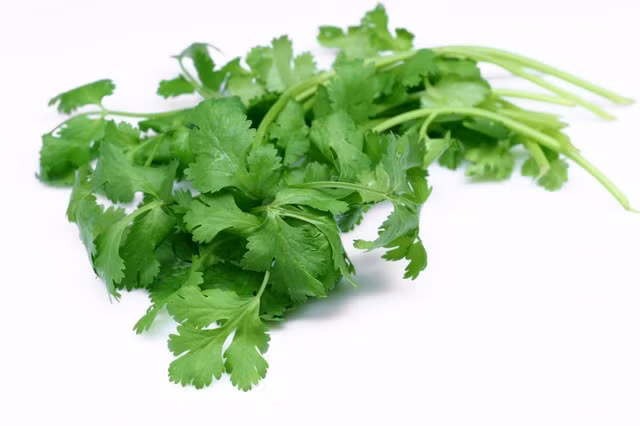 10 liệu pháp trị sốt xuất huyết bằng cây cỏ