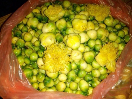 Trà hoa vàng là thần dược chữa bách bệnh? - Ảnh 1