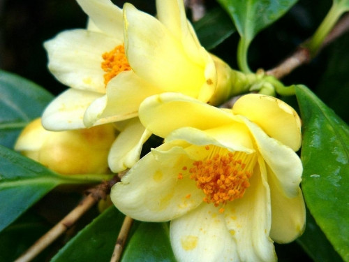 Trà hoa vàng là thần dược chữa bách bệnh? - Ảnh 2